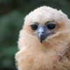 Pražské mládě ketupy Pelovy je významným přírůstkem ve světovém měřítku: Zoo Praha je totiž jediná zoo, které se tento vzácně chovaný druh podařilo rozmnožit. Foto Petr Hamerník, Zoo Praha