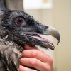 Portrét tříměsíční samice orlosupa bradatého odhaluje červené okruží očí a masivní zobák. Foto Petr Hamerník, Zoo Praha
