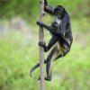 Když samice s mládětem na břiše obratně šplhá do výšky či skáče mezi větvemi, nejednomu návštěvníku Zoo Praha se tají dech. Úchopový reflex mláděte je ale podle všeho v pořádku a nic mu tedy nehrozí. Foto Petr Hamerník, Zoo Praha