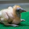 Mládě zachycené ve věku pouhých tří dnů. Foto Petr Hamerník, Zoo Praha