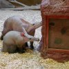 Malá samička hrabáče kapského byla slavnostně pokřtěna jako „Farisa“, tedy „ta, co přináší štěstí“. Na snímku s matkou Kvídou, jejíž je Farisa už čtvrté úspěšně odchované mládě. Foto Petr Hamerník, Zoo Praha