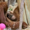 Návštěvníci mohou Kawiho sledovat při houpání na větvi, hraní si s prostěradlem nebo při stavbě hnízda, což je typická činnost pro orangutany. Na noc se však stále vrací k matce a spí v hnízdě společně. Foto Petr Hamerník, Zoo Praha 