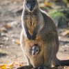 Foto: Petr Hamerník, Zoo Praha