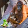 Hlavní složkou krmení orangutanů v Zoo Praha je listová a kořenová zelenina, větve na okus a speciální granulát pro listožravé primáty. Přestože je roční Harapan stále kojený, přijímá už i pevnou stravu. Foto Petr Hamerník, Zoo Praha