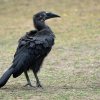 Návštěvníci Zoo Praha mládě bezpečně poznají podle absence červené barvy na hlavě a krku. Foto Petr Hamerník, Zoo Praha