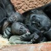 Gorilí mláďata už o sobě vědí a stále častěji tráví čas společně. Zleva Gaia, Mobi a její matka Duni. Foto Petr Hamerník, Zoo Praha