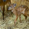 Samice jsou březí 220 ‑ 250 dní a rodí jedno mládě. Foto Petr Hamerník, Zoo Praha
