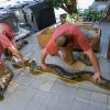Měření velkého hada (zde větší ze samců) bývá vždy trochu nepřesné, neboť není možné ho dobře natáhnout a neublížit mu. Foto Petr Hamerník, Zoo Praha