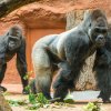 Foto: Petr Hamerník, Zoo Praha