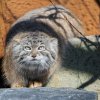 Novým druhem v Zoo Praha jsou charismatické pouštní kočky manulové. Jejich komentované krmení v 15.30 je proto rovněž novinkou právě zahájené hlavní sezóny. Foto Petr Hamerník, Zoo Praha