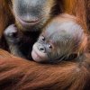 Foto Petr Hamerník, Zoo Praha