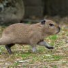 Kapybary rostou velmi rychle a již od malička jsou drobnými kopiemi svých rodičů, kteří přišli do Zoo Praha v roce 2023. Foto Petr Hamerník, Zoo Praha