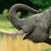 Profilový portrét samce slona indického Maxima pořízený v Zoo Ostrava v prvním červnovém týdnu. Foto Petr Hamerník, Zoo Praha