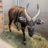 První chvíle pražského samce bonga horského v Safari Parku Dvůr Králové, kde podstupuje předodletovou karanténu. Z východočeské zoo následně nejspíš na konci dubna zamíří do Keni. Foto Helena Hubáčková, Safari Park Dvůr Králové