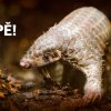 Kampaň s prvním odchovaným luskounem v Evropě zaplnila veřejný prostor po celé České republice. Foto Petr Hamerník, Zoo Praha