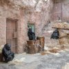Samice goril nížinných v Zoo Praha. Zleva na fotografii Kijivu, Kiburi a  Shinda. Foto: Miroslav Bobek, Zoo Praha