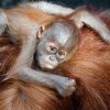 Na matce Mawar je vidět, že je zkušenou matkou a tak již mládě nehlídá tak úzkostlivě a umožňuje mu získávat nové zkušenosti dovednosti. Autor: Miroslav Bobek, Zoo Praha 