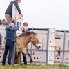 V pořadí druhá klisna, Lana, vybíhá na pražských Dívčích hradech z transportního boxu. Foto: Miroslav Bobek, Zoo Praha