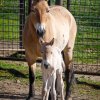 Geneticky patrně nejcennější je klisnička narozená v pondělí. Její matkou je klisna Wanda a otcem vzácný hřebec Len. Foto: Miroslav Bobek, Zoo Praha