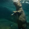 Autor: Khalil Baalbaki, Zoo Praha 
