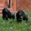 Kijivu a Shinda už do výběhu chodily loni v létě, a tak do něj vstoupily všetečně a ihned se začaly krmit jetelem. Foto Miroslav Bobek, Zoo Praha