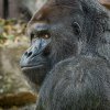 Autor: Petr Hamerník, Zoo Praha 