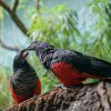 Foto: Petr Hamerník, Zoo Praha