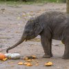 Autor: Petr Hamerník, Zoo Praha 