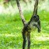 Chápani jsou velmi čiperní a obratní. Jejich ocas je delší než samotné tělo a je důležitým pomocníkem při pohybu ve větvích, kterých se dokáže chytit stejně jako končetina.  Foto: Petr Hamerník, Zoo Praha.