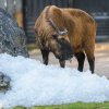 Led dostanou i takini indičtí, obyvatelé drsných horských podmínek od severního Tibetu po střední a jižní Čínu. Foto Petr Hamerník, Zoo Praha