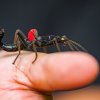 Návštěvníci se mohou těšit i na ukázky živého hmyzu, seznámit se tak mohou i se strašilkou ďábelskou. Foto Petr Hamerník, Zoo Praha