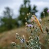 Kudlanka nábožná je jediným původním druhem kudlanky v Česku. Vedle výstavy ji mohou zájemci spatřit během speciálních vycházek na Sklenářku v doprovodu odborného chovatele Zoo Praha. Fotografie je pořízena právě na zmíněné lokalitě. Foto Petr Hamern