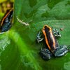 Pralesnička pruhovaná z jižní Kostariky je na Červeném seznamu ohrožených druhů IUCN v kategorii zranitelný. Výstava Šípové žáby zpravuje své návštěvníky i o rizicích, kterým obojživelníci v přírodě čelí. Foto Petr Hamerník, Zoo Praha