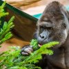 Oblíbené mezi návštěvníky Zoo Praha je předání neprodaných stromečků gorilám. Na snímku zkoumá takový stromek samec Richard. Foto Petr Hamerník, Zoo Praha