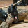 Hry gorilích sester patří aktuálně k nejlákavější podívané v Zoo Praha. Foto Petr Hamerník, Zoo Praha 