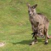 Projděte se přímo mezi klokany a jejich mláďaty skrz průchozí expozici v Darwinově kráteru. Foto Petr Hamerník, Zoo Praha
