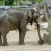 Ankhor, který včera zamířil z Prahy do Ostravy, je bezpečně poznatelný podle hvězd, které má na zádi od útlého mládí. Jsou značkou barmského krále označující státem vlastněná zvířata. Foto Petr Hamerník, Zoo Praha