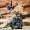 Stříbrohřbetý Kisumu je trpělivým otcem. Foto Petr Hamerník, Zoo Praha