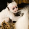 Mládě stále častěji zkoumá okolí – včetně srsti své matky. Dle slov chovatelů jí často leze na hlavu. Foto Petr Hamerník, Zoo Praha
