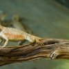 Během námluv se samci pouštních ještěrů často odívají do pestrého zásnubního šatu a předvádějí celou paletu imponujícího chování. Na fotografii je samec agamy stepní. Foto Petr Hamerník, Zoo Praha