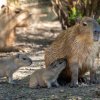 Mláďata zpravidla následují matku či trochu nečekaně i jednoho ze starších bratrů (na snímku). Vodě se zatím vyhýbají. Foto Oliver Le Que, Zoo Praha