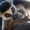 Mládě lemura kata se svou matkou Ankou ve věku pěti dní. Foto Oliver Le Que, Zoo Praha