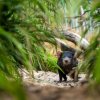 Foto 3: Jako v pravém Darwinově kráteru na Tasmánii to v těchto dnech vypadá ve výběhu ďáblů medvědovitých. Na fotografii je samice Aniseed. Autor: Oliver Le Que, Zoo Praha 