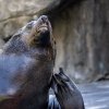 Novou deskovou hru Po stopách Zoo Praha pokřtí samec lachtana jihoafrického Meloun. Autor: Oliver Le Que, Zoo Praha 