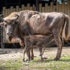 Mládě je v pořadí šestým potomkem patnáctileté bratislavské rodačky Boženy (na snímku), zatímco otcem je třináctiletý samec Tipito narozený v Tierparku Berlín. Foto Oliver Le Que, Zoo Praha