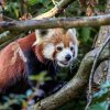 Samičce pandy červené Regice podzimní chlad nevadí, a tak ji můžete pozorovat i s mláďaty ve výběhu poblíž hlavního vchodu do zoo během celého dne. Autor: Oliver Le Que, Zoo Praha