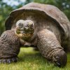 Vedle melounů si želvy užívají i pastvu na novém trávníku ve venkovním výběhu, jehož estetický dojem ocení i návštěvníci. Foto Tereza Šolcová, Zoo Praha