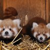 Mláďata pandy červené v Zoo Praha už prošla první veterinární prohlídkou. Autor: Roman Vodička, Zoo Praha