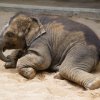 Sloní princezna Amalee (na fotografii) i starší samička Lakuna si užívají koupání v bazénu, dovádění v písku i v blátě. Autor: Tereza Mrhálková, Zoo Praha