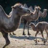 Skupina velbloudů dvouhrbých domácích v Zoo Praha nyní čítá šest členů – čtyři dospělé samice, jednoho samce a nově také malou samici. Autor: Tereza Mrhálková, Zoo Praha